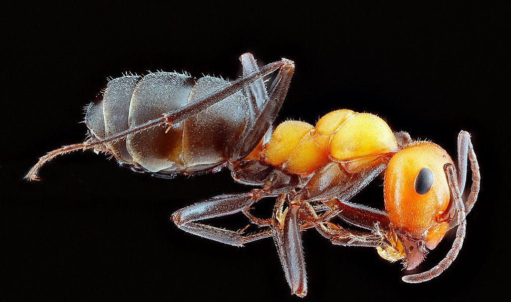 Ant Control service in Redlands, CA