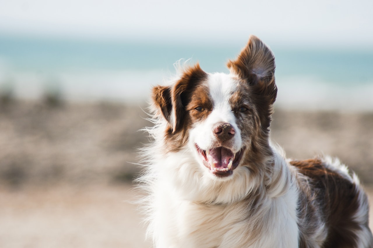 Flea & Tick Control service in Redlands, CA