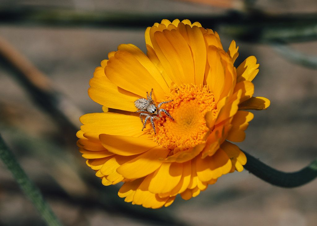 Spider Control service in Redlands, CA